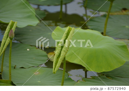 開きかけの蓮の葉とまだまだ開かないツボミです。 87572940