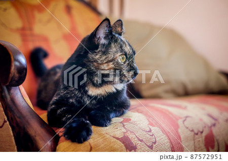 A lazy spotted cat sleeps on a sofa in a sunny room. Defocused A lazy spotted cat sleeps on a sofa in a sunny room. Defocused 87572951