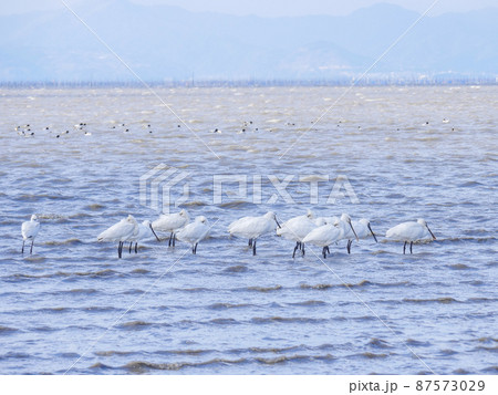 ヘラサギとクロツラヘラサギ1 87573029