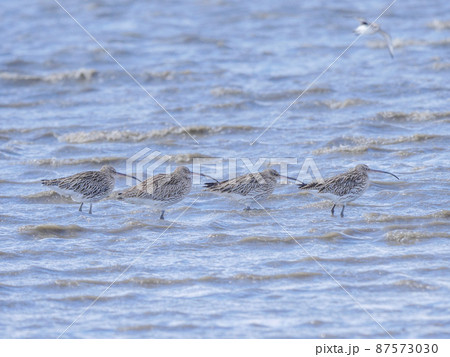 ダイシャクシギ1 87573030