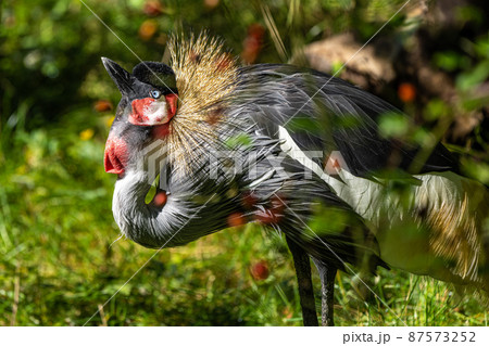 Black Crowned Crane, Balearica pavonina in a park Black Crowned Crane, Balearica pavonina in a park 87573252