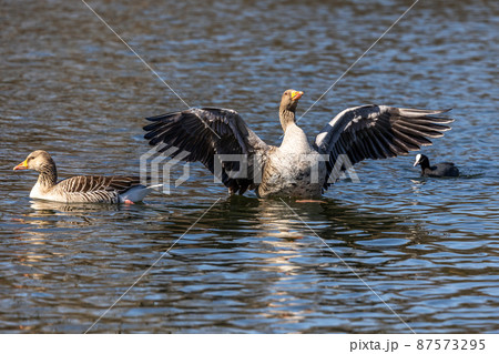 The greylag goose, Anser anser is a species of large goose The greylag goose, Anser anser is a species of large goose 87573295