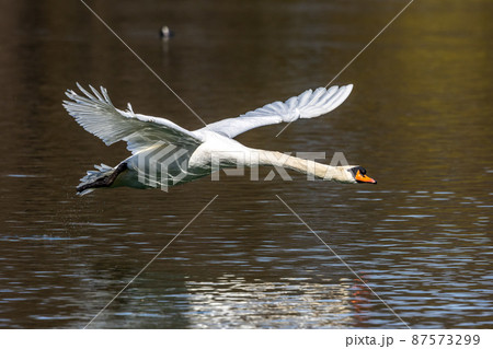 Mute swan, Cygnus olor flying over a lake in the English Garden in Munich, Germany 87573299