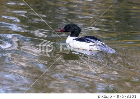 Common Merganser, Goosander, Mergus merganser, swimming on the Kleinhesseloher Lake at Munich, Germany Common Merganser, Goosander, Mergus merganser, swimming on the Kleinhesseloher Lake at Munich, Germany 87573301