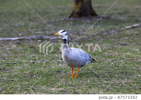 The bar-headed goose, Anser indicus seen in English Garden in Munich The bar-headed goose, Anser indicus seen in English Garden in Munich 87573302
