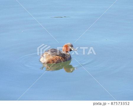 カイツブリ4　夏羽 87573352