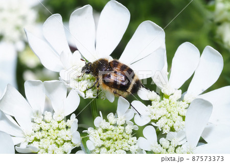 オルラヤの花に止まるヒメトラハナムグリ 87573373