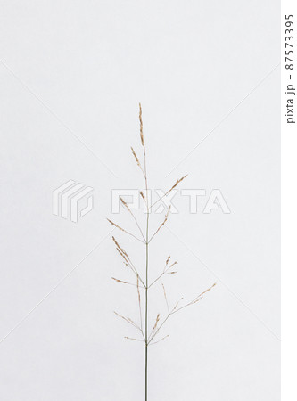 ガーデニングには邪魔者の雑草もよく見ると繊細で美しい。 87573395