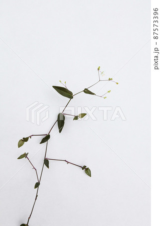 ガーデニングには邪魔者の雑草もよく見ると繊細で美しい。 ガーデニングには邪魔者の雑草もよく見ると繊細で美しい。 87573396