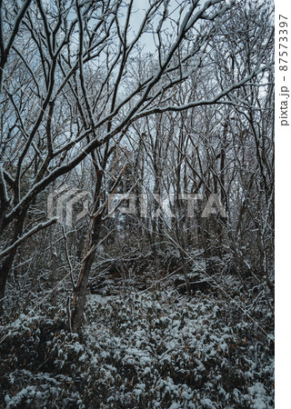 森林の雪景色【長野県】 87573397