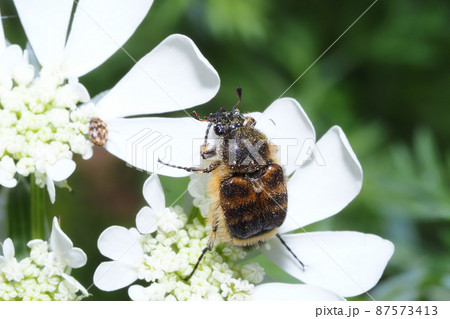 オルラヤの花に止まるヒメトラハナムグリ 87573413