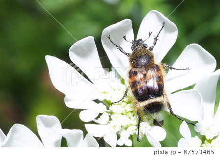 オルラヤの花に止まるヒメトラハナムグリ 87573465