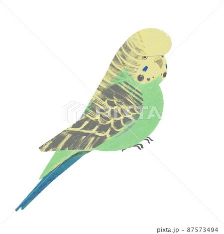 パステルカラーで優しい色合いのジャンボセキセイインコのイラストの