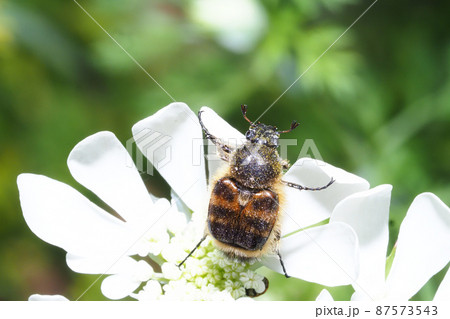 オルラヤの花に止まるヒメトラハナムグリ 87573543