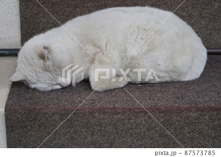 浅草の今戸神社の猫のナミちゃん 87573785