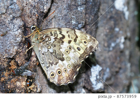 サトキマダラヒカゲ 87573959