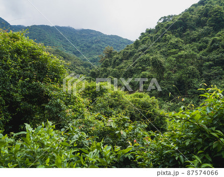 Beautiful lush green jungle with dense trees on tropical mountains on summer morning 87574066