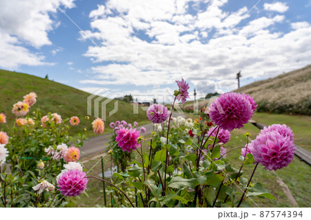 滋賀県高島市 秋のびわこ函館山山頂に広がるカラフルなダリア 滋賀県高島市 秋のびわこ函館山山頂に広がるカラフルなダリア 87574394