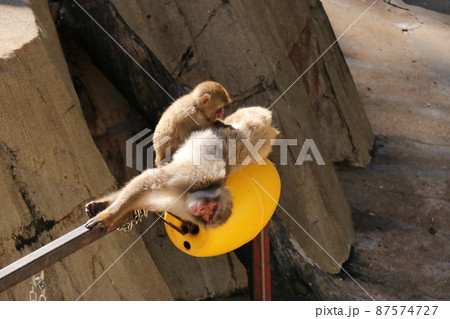 面白い恰好で寝てるサル 87574727