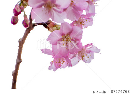 河津桜のクローズアップ写真切り抜き　コラージュ　素材 87574768