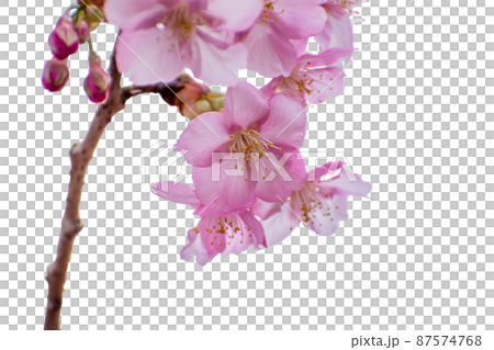 河津桜のクローズアップ写真切り抜き　コラージュ　素材 87574768