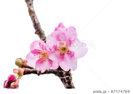河津桜のクローズアップ写真切り抜き コラージュ 素材 河津桜のクローズアップ写真切り抜き コラージュ 素材 87574769