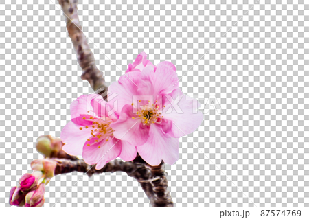 河津桜のクローズアップ写真切り抜き コラージュ 素材 河津桜のクローズアップ写真切り抜き コラージュ 素材 87574769