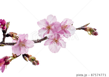 河津桜のクローズアップ写真切り抜き コラージュ 素材 河津桜のクローズアップ写真切り抜き コラージュ 素材 87574771