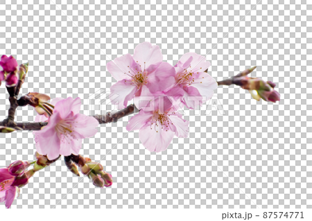 河津桜のクローズアップ写真切り抜き コラージュ 素材 河津桜のクローズアップ写真切り抜き コラージュ 素材 87574771