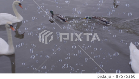 Image of bubbles over duck and swan on lake Image of bubbles over duck and swan on lake 87575360