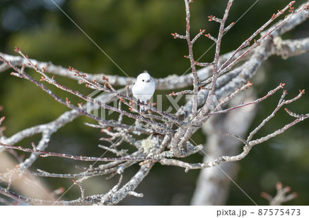 雪の妖精 シマエナガ 雪の妖精 シマエナガ 87575473