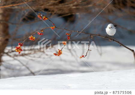 雪の妖精 シマエナガ 雪の妖精 シマエナガ 87575506