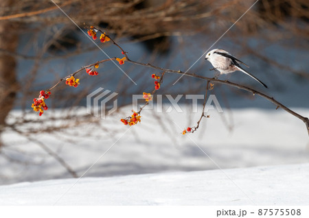 雪の妖精　シマエナガ 87575508