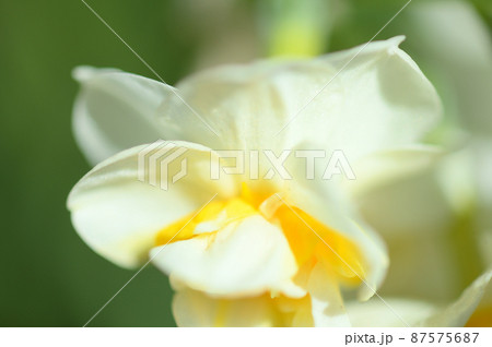 マクロレンズが見たスイセン 87575687