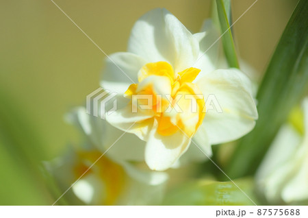 マクロレンズが見たスイセン マクロレンズが見たスイセン 87575688