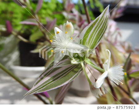 ツユクサ科「トラデスカンチア」の花 87575923
