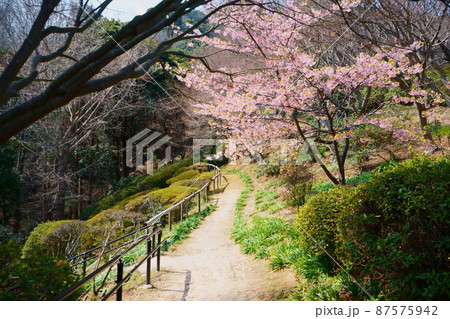 河津桜と散策路 87575942