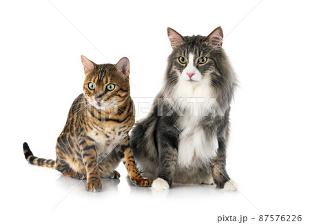 Norwegian Forest cat and bengal cat 87576226