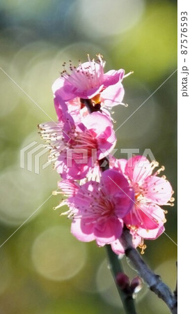 梅の花 梅の花 87576593