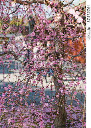 梅林の春景色 87576764