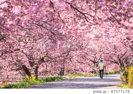 《静岡県》満開の河津桜・南伊豆町 87577178