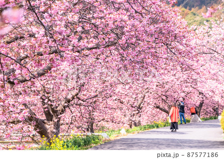 《静岡県》満開の河津桜・南伊豆町 87577186