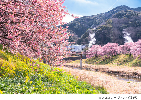 《静岡県》満開の河津桜・南伊豆町 87577190