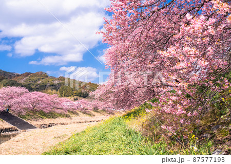 《静岡県》満開の河津桜・南伊豆町 《静岡県》満開の河津桜・南伊豆町 87577193