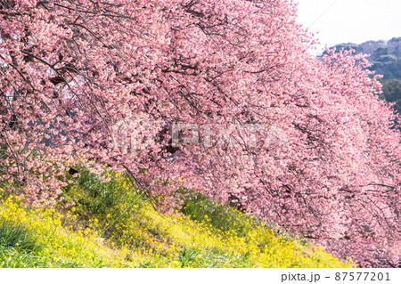 《静岡県》満開の河津桜・南伊豆町 87577201
