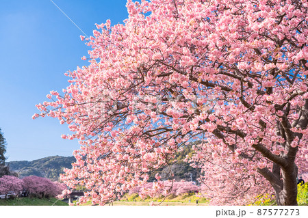 《静岡県》満開の河津桜・南伊豆町 87577273