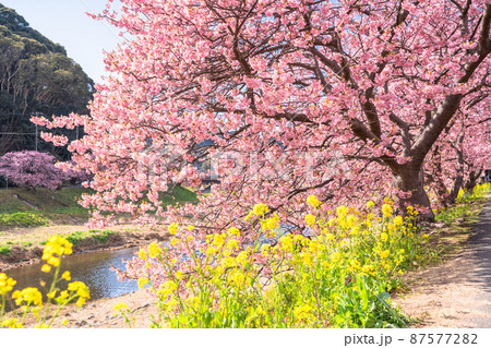 《静岡県》満開の河津桜・南伊豆町 87577282