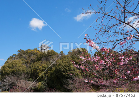 掛川城と掛川桜 掛川城と掛川桜 87577452