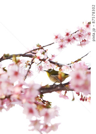 河津桜にメジロ 87578302