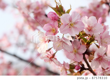 河津桜 河津桜 87578310